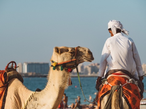 Camel rides Jumeirah beach, Dubai. Olympus 17mm f1.8 Street photography